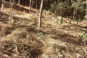 Covering land with bio-mass prevents soil erosion and provides growth of micro-organisms.