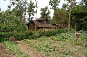 Sarang Farm : Vegetables, Honey and medicinal fence