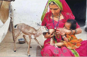 Bishnois consider all lives precious