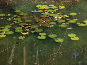 Water lillies grow in the valley where it was just dust in 1983